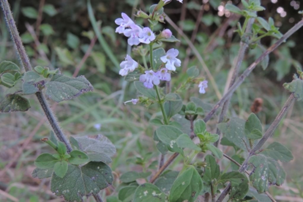 Piantina profumata:  Clinopodium nepeta